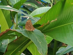 Melanitis leda solandra