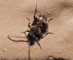 Gynopterus