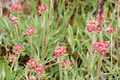 Eriogonum