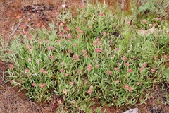 Eriogonum