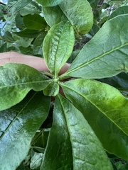 Rhododendron arborescens