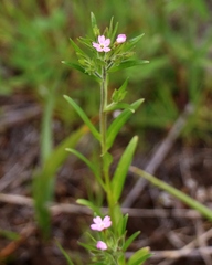 Microsteris gracilis