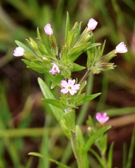 Microsteris gracilis