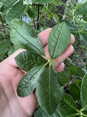 Rhododendron arborescens