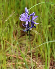 Camassia quamash