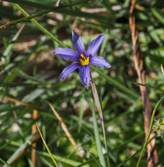 Sisyrinchium halophilum