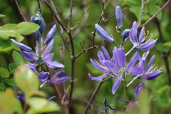 Camassia quamash