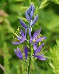Camassia quamash