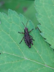 Melanoplus viridipes