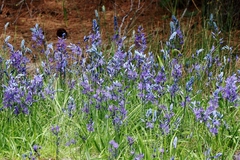 Camassia quamash