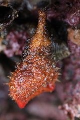 Boltenia villosa