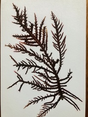 Cumathamnion decipiens