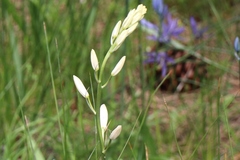 Camassia quamash