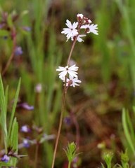 Lithophragma