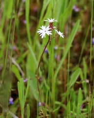 Lithophragma