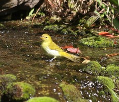 Hemithraupis ruficapilla