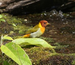 Hemithraupis ruficapilla