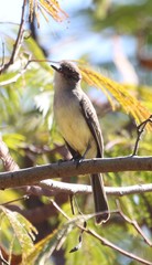 Myiarchus ferox