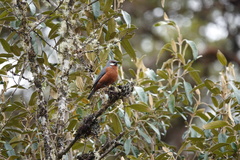 Conirostrum binghami