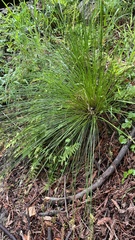 Juncus effusus pacificus
