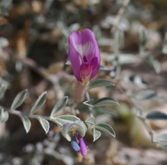 Astragalus argophyllus argophyllus