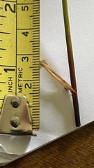 Juncus effusus pacificus