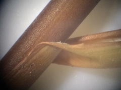 Juncus effusus pacificus