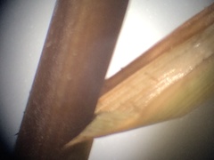 Juncus effusus pacificus