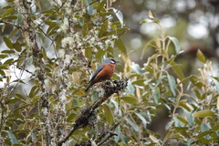 Conirostrum binghami