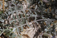 Astragalus argophyllus argophyllus