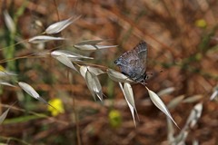 Satyrium tetra