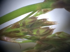 Juncus effusus pacificus
