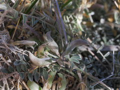 Astragalus argophyllus argophyllus