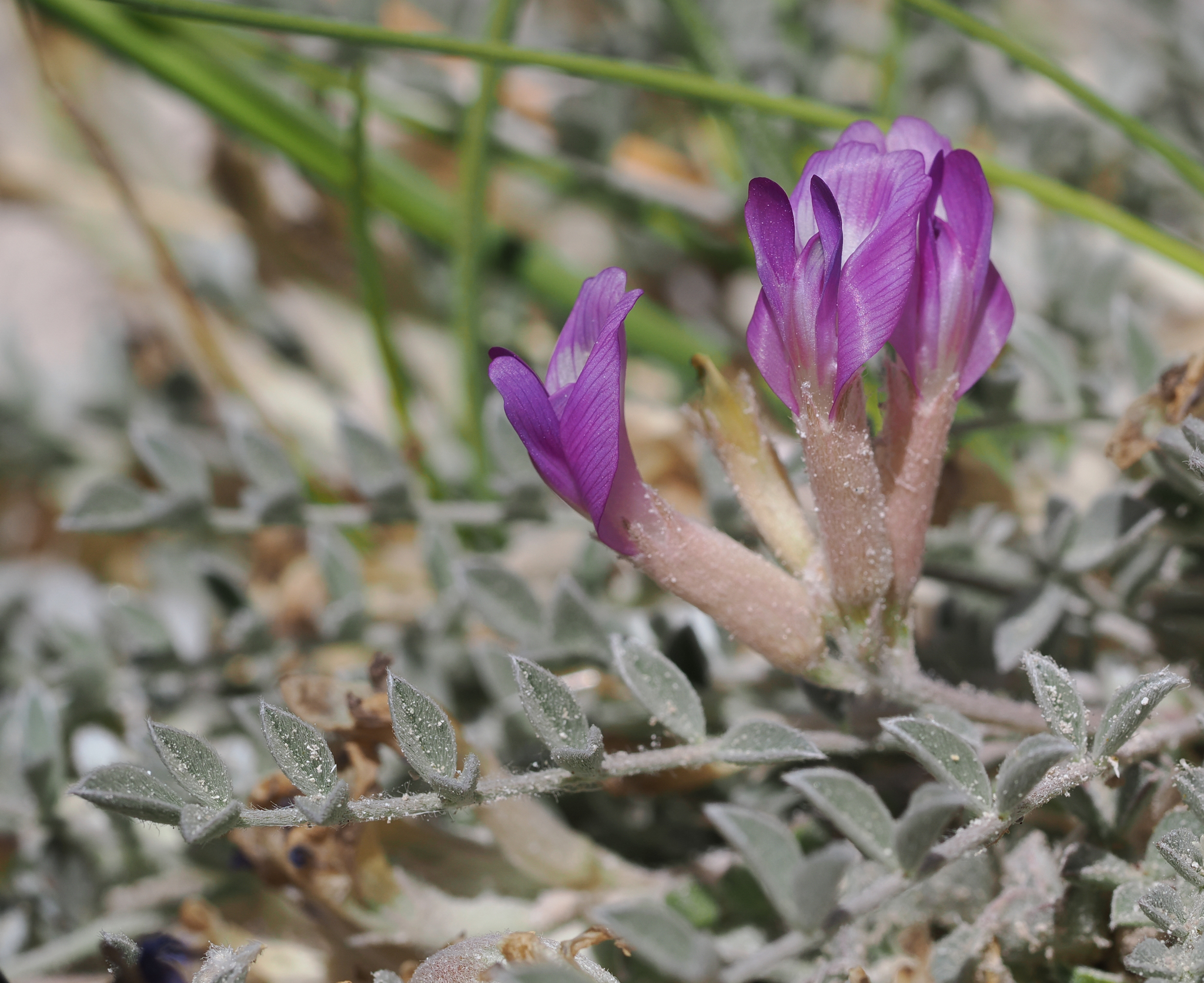 Astragalus argophyllus