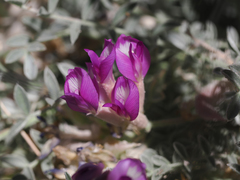 Astragalus argophyllus argophyllus
