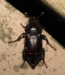 Nicrophorus pustulatus