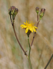 Crepis runcinata hallii