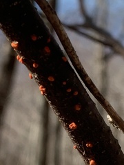 Cryphonectria parasitica