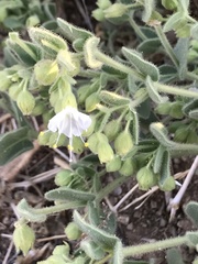 Mirabilis tenuiloba
