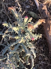 Stephanomeria parryi