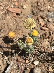Erigeron aphanactis