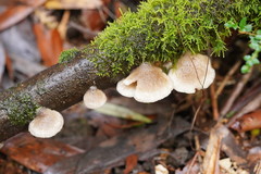 Conchomyces bursiformis