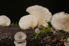 Conchomyces bursiformis