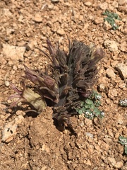 Aphyllon californicum