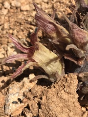 Aphyllon californicum