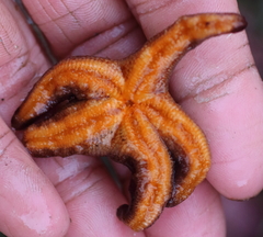 Henricia tumida