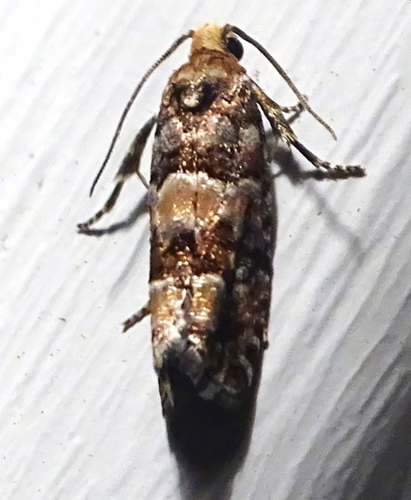 White Pine Coneborer Moth photo 6