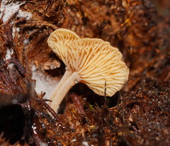 Panellus ligulatus