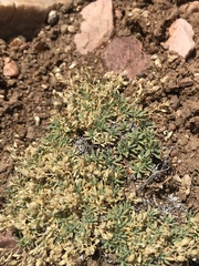Cusickiella douglasii