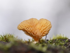 Panellus ligulatus